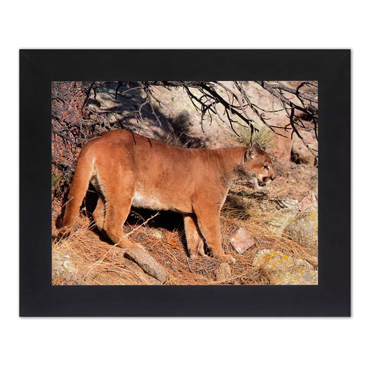 Cougar Mountain Lion Bobcat in Pine Needles Photo Wall Picture Black Framed