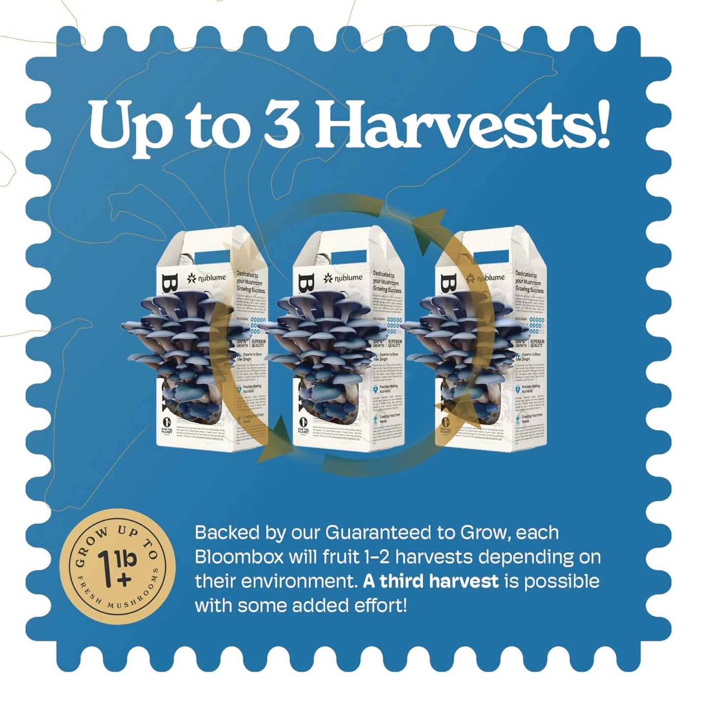 Blue Oyster Mushroom Grow Kit | Indoor DIY Garden Kit