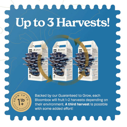Blue Oyster Mushroom Grow Kit | Indoor DIY Garden Kit