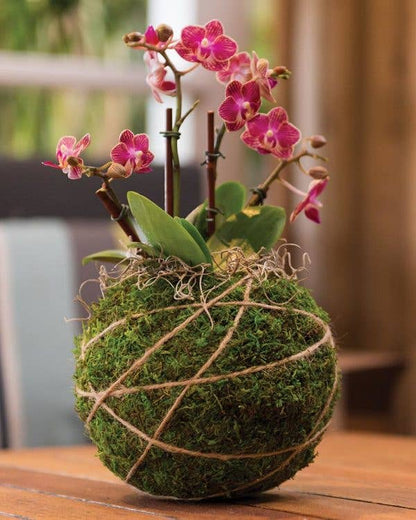 Orchid Kokedama Kit 6 in
