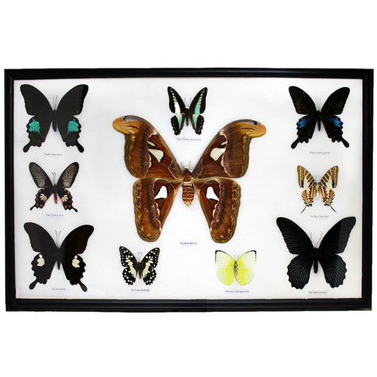 Atlas Moth & 9Pc Butterflies Specimens - BTF42