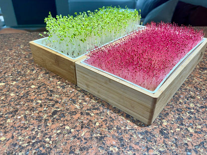 Organic Variety Pack Microgreens Seeds