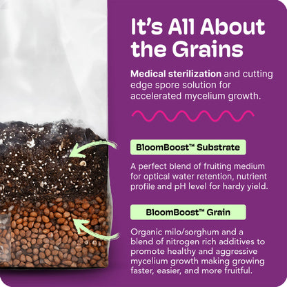 All-In-One Mushroom Grow Kit – Perfect for First-Time Grower